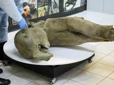 Researchers stand behind glass fencing as they show the carcass of a baby mammoth, which is estimated to be over 50,000 years old and was found in the Siberian permafrost in the Batagaika crater in the Verkhoyansky district of Yakutia, during a demonstration in the laboratory of the Mammoth Museum at the North-Eastern Federal University in Yakutsk, Russia, December 23, 2024. REUTERS/Roman Kutukov   TPX IMAGES OF THE DAY