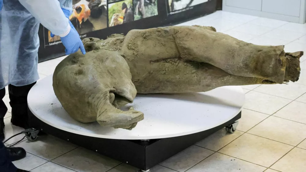 Researchers stand behind glass fencing as they show the carcass of a baby mammoth, which is estimated to be over 50,000 years old and was found in the Siberian permafrost in the Batagaika crater in the Verkhoyansky district of Yakutia, during a demonstration in the laboratory of the Mammoth Museum at the North-Eastern Federal University in Yakutsk, Russia, December 23, 2024. REUTERS/Roman Kutukov   TPX IMAGES OF THE DAY