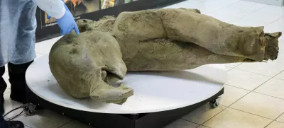 Researchers stand behind glass fencing as they show the carcass of a baby mammoth, which is estimated to be over 50,000 years old and was found in the Siberian permafrost in the Batagaika crater in the Verkhoyansky district of Yakutia, during a demonstration in the laboratory of the Mammoth Museum at the North-Eastern Federal University in Yakutsk, Russia, December 23, 2024. REUTERS/Roman Kutukov   TPX IMAGES OF THE DAY