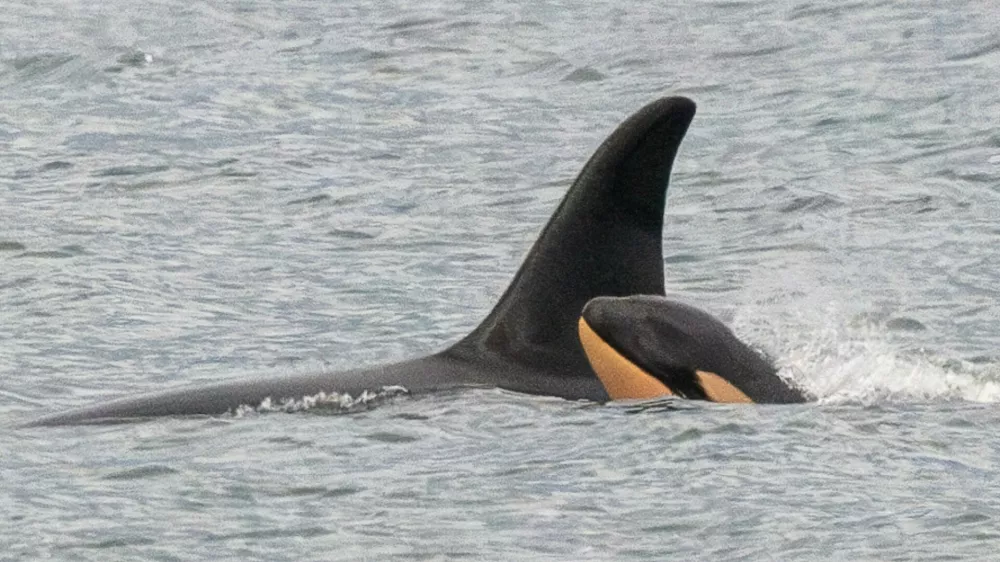 orka Foto: Facebook/Center for Whale Research