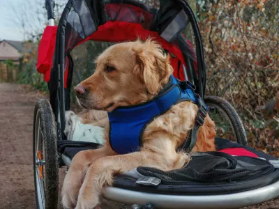 2NH3W1W Golden retriever dog in a walking buggy after hurting legs and recuperating from injuriesFoto: Reuters/Alamy