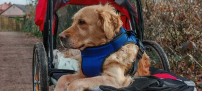 2NH3W1W Golden retriever dog in a walking buggy after hurting legs and recuperating from injuriesFoto: Reuters/Alamy