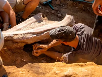 A view during excavation works of a sequence of dorsal ribs of a sauropod dinosaur in the Monte Agudo fossil site, in Pombal, Portugal in this handout taken August 2022. Instituto Dom Luiz (Faculty of Sciences of the University of Lisbon) /Handout via REUTERS  THIS IMAGE HAS BEEN SUPPLIED BY A THIRD PARTY. MANDATORY CREDIT. NO RESALES. NO ARCHIVES