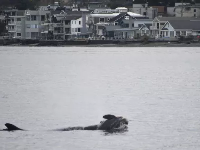 In this photo provided by NOAA Fisheries, the orca known as J35 (Tahlequah) carries the carcass of her dead calf in the waters of Puget Sound off West Seattle, Wash., on Wednesday, Jan. 1, 2025. (Candice Emmons/NOAA Fisheries via AP)