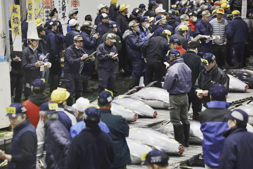 Prospective buyers check the tunas during the first auction of the year at Toyosu Market in Tokyo Sunday, Jan. 5, 2025. (Kyodo News via AP)