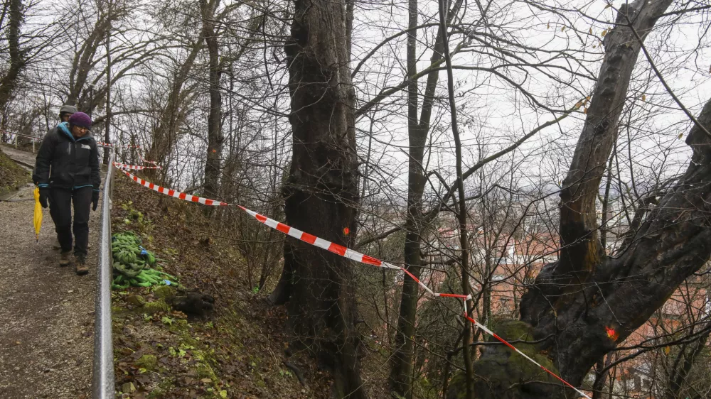 10.01.2025 - Priprave na sečnjo dreves - Grajski hrib, Grajski grič, Ljubljanski grad, posek - sečnja - Tisa - FOTO: LUKA CJUHA