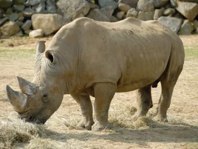 B4451W Rhinoceros. Image shot 2008. Exact date unknown. Foto: Reuters/Alamy