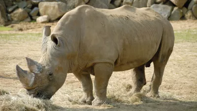 B4451W Rhinoceros. Image shot 2008. Exact date unknown. Foto: Reuters/Alamy