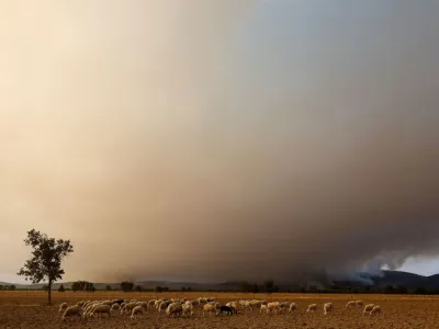 Sheep graze as a wildfire rages on during the second heatwave of the year in the vicinity of Guadapero, Spain, July 15, 2022. REUTERS/Susana Vera   TPX IMAGES OF THE DAY