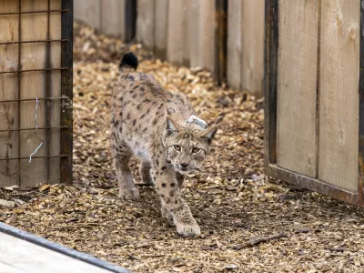 ﻿- 28.04.2021 – Pokljuka - izpust risov Lenke, Julije in Trisa, ki so jih v okviru projekta LIFE Lynx pripeljali iz Romunije in Slovaške v Slovenijo. //FOTO: Matjaž Rušt / Foto: Matjaž Rušt