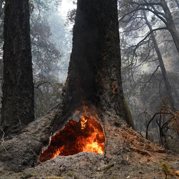 FILE - In this Aug. 24, 2020 photo, fire burns in the hollow of an old-growth redwood tree in Big Basin Redwoods State Park, Calif. The Biden administration is advancing its plan to restrict logging within old growth forests that are increasingly threatened by climate change, with an environmental review of the proposal expected to be publicized Friday. (AP Photo/Marcio Jose Sanchez, File)