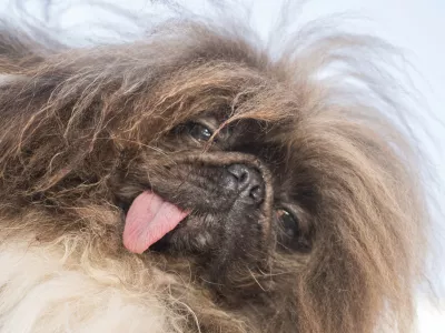 Wild Thing won first place at the World's Ugliest Dog competition in Petaluma, Calif., Friday, June 21, 2024. (AP Photo/Nic Coury)