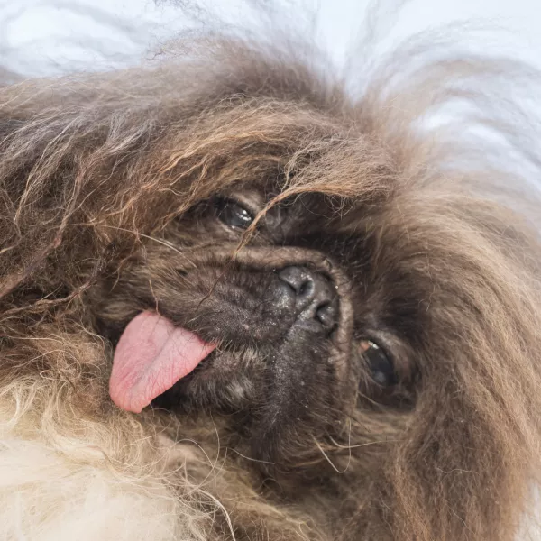 Wild Thing won first place at the World's Ugliest Dog competition in Petaluma, Calif., Friday, June 21, 2024. (AP Photo/Nic Coury)