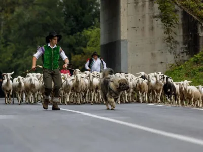 V soboto bodo v okviru prireditve Ovčarski bal vnovič obudili tradicionalne običaje, povezane z ovčarstvom in zaključkom pašne sezone.&nbsp;