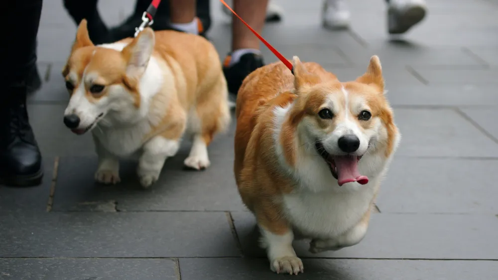 People walk corgis along the Royal Mile, before the arrival of the hearse carrying the coffin of Queen Elizabeth II, in Edinburgh, Sunday, Sept. 11, 2022. Queen Elizabeth II's flag-draped coffin is passing through the rugged Scottish countryside on a final journey from her beloved summer estate Balmoral Castle to London. (Peter Byrne/PA via AP)