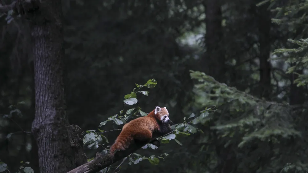 mačji panda - 06.07.2022 - Živalski vrt ZOO Ljubljana – živali se v poletni vročini hladijo s sladoledom - //FOTO: Jaka Gasar