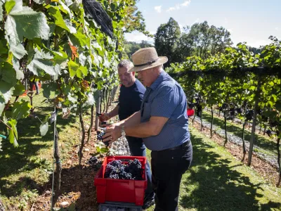 - 19.09.2022 - Plečnikove Šance na Ljubljanskem gradu - Grajski vinograd – 5. trgatev bele sorte belpin (chardonnay) in rdeče sorte rdečegrajc (zweigelt) – vinska trta -  //FOTO: Nik Erik Neubauer