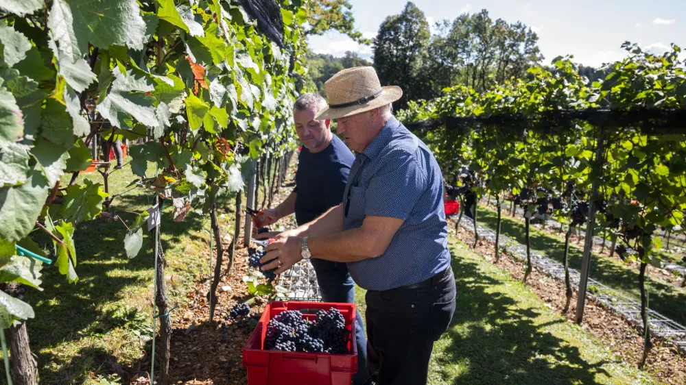 - 19.09.2022 - Plečnikove Šance na Ljubljanskem gradu - Grajski vinograd – 5. trgatev bele sorte belpin (chardonnay) in rdeče sorte rdečegrajc (zweigelt) – vinska trta -  //FOTO: Nik Erik Neubauer