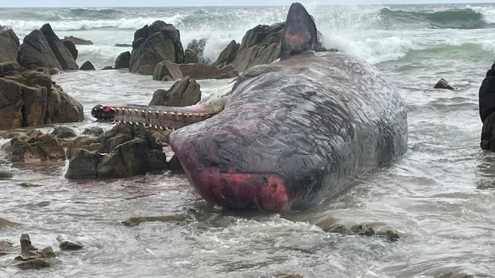 A supplied image obtained on Tuesday, September 20, 2022, of some of More than a dozen dead sperm whales have washed ashore on King Island, north of Tasmania. (AAP Image/Supplied by Department of Natural Resources and Environment Tasmania) NO ARCHIVING, EDITORIAL USE ONLY