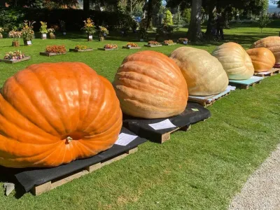 Letošnja zmagovalna buča je tehtala 533 kilogramov. 