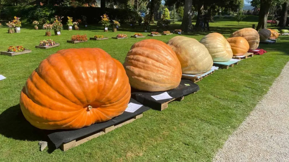 Letošnja zmagovalna buča je tehtala 533 kilogramov. 