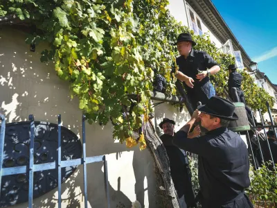 Najstarejša trta na svetu