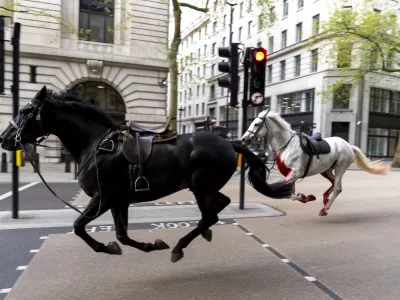 24 April 2024, United Kingdom, London: Two horses on the loose bolt through the streets of London near Aldwych. Photo: Jordan Pettitt/PA Wire/dpa