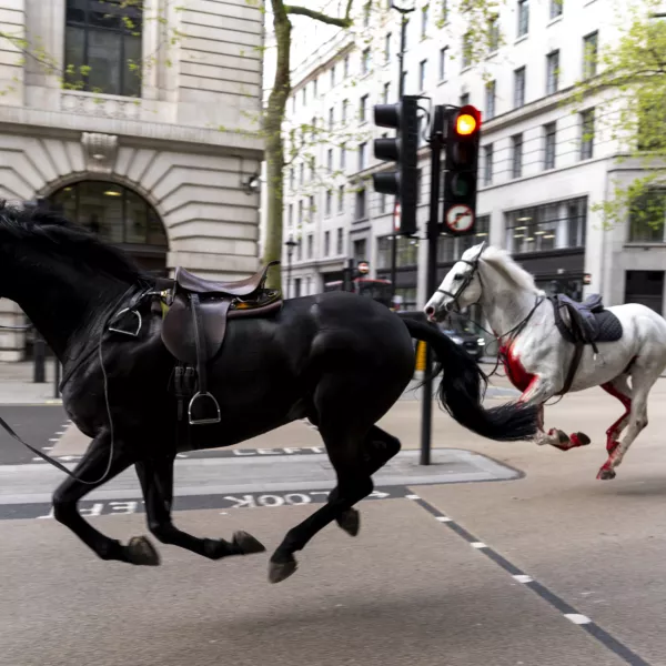 24 April 2024, United Kingdom, London: Two horses on the loose bolt through the streets of London near Aldwych. Photo: Jordan Pettitt/PA Wire/dpa