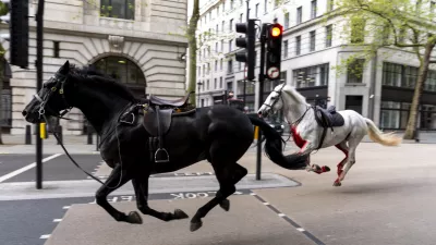 24 April 2024, United Kingdom, London: Two horses on the loose bolt through the streets of London near Aldwych. Photo: Jordan Pettitt/PA Wire/dpa