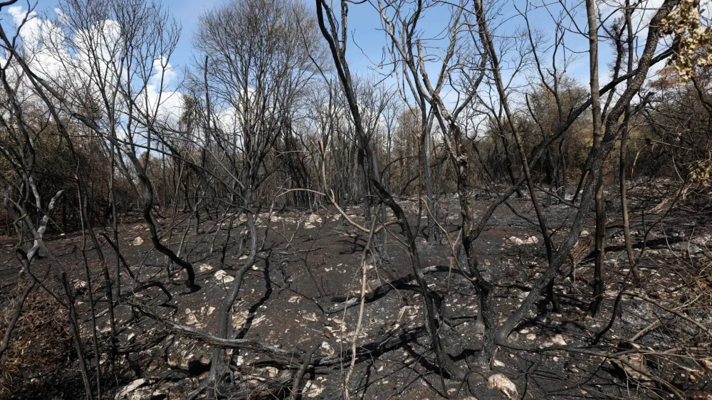 - 26.07.2022 – Kras – pogorišče po največjem požaru v zgodovini samostojne Slovenije – požgana drevesa - //FOTO: Tomaž Skale