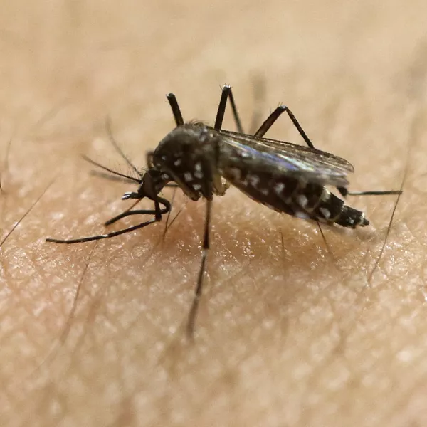 ﻿FILE - In this Jan. 18, 2016, file photo, a female Aedes aegypti mosquito acquires a blood meal on the arm of a researcher at the Biomedical Sciences Institute in the Sao Paulo's University in Sao Paulo, Brazil. The Aedes aegypti can spread the Zika virus, which is spreading in parts of Latin America and the Caribbean and usually causes a mild illness but is now suspected in an unusual birth defect and possibly other health issues. (AP Photo/Andre Penner, File)