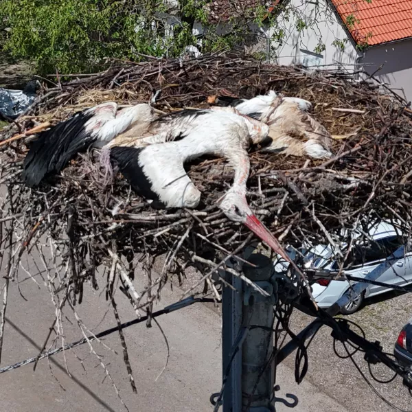 03.07.2024., Bosnjaci - Veliko nevrijeme napravilo velike stete u mjestu Bosnjaci kod Zupanje. Snažno nevrijeme koje je u ponedjeljak navečer zahvatilo kontinentalni dio zemlje bilo je kobno za rode koje su štitile svoje mlade te se zbog toga nisu imale gdje skloniti. Po drvenim stupovima i dimnjacima u Bošnjacima ima sigurno dvadesetak gnijezda roda, a na svakom trećem ili četvrtom potresni prizori. Iz Centra za zbrinjavanje zaštićenih životinja u Ruščici poručuju kako će prihvatiti sve ozlijeđene rode Photo: Davor Javorovic/PIXSELL