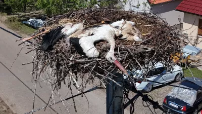 03.07.2024., Bosnjaci - Veliko nevrijeme napravilo velike stete u mjestu Bosnjaci kod Zupanje. Snažno nevrijeme koje je u ponedjeljak navečer zahvatilo kontinentalni dio zemlje bilo je kobno za rode koje su štitile svoje mlade te se zbog toga nisu imale gdje skloniti. Po drvenim stupovima i dimnjacima u Bošnjacima ima sigurno dvadesetak gnijezda roda, a na svakom trećem ili četvrtom potresni prizori. Iz Centra za zbrinjavanje zaštićenih životinja u Ruščici poručuju kako će prihvatiti sve ozlijeđene rode Photo: Davor Javorovic/PIXSELL