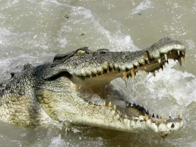 A large saltwater crocodile shows aggression as a boat passes by on the Adelaide river 60 kilometers (35 miles) from Darwin in Australia's Northern Territory, Saturday, Oct. 15, 2005. Crocodiles are a large very aggressive carnivore with adult males reaching sizes of up to 6 or 7 meters (20 to 23 feet), and females being smaller at 2.5 to 3 meters (8 to 10 feet). These ancestors of the long extinct dinosaurs are a territorial animal that have been known to attack small boats and killing people.(AP Photo/Rob Griffith)