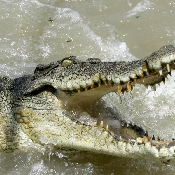 A large saltwater crocodile shows aggression as a boat passes by on the Adelaide river 60 kilometers (35 miles) from Darwin in Australia's Northern Territory, Saturday, Oct. 15, 2005. Crocodiles are a large very aggressive carnivore with adult males reaching sizes of up to 6 or 7 meters (20 to 23 feet), and females being smaller at 2.5 to 3 meters (8 to 10 feet). These ancestors of the long extinct dinosaurs are a territorial animal that have been known to attack small boats and killing people.(AP Photo/Rob Griffith)