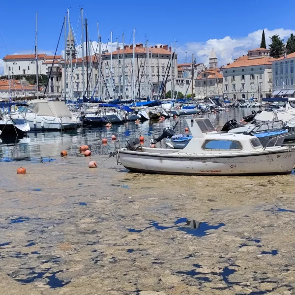 Piran.Sluz v morju.