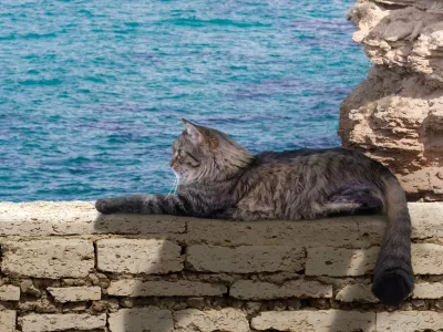 Composition with a furry cat resting on a wall against beautiful background. / Foto: Cristi Savin