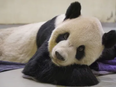 In this photo released by the Taipei Zoo, ailing giant panda Tuan Tuan lies on the ground at the Taipei Zoo in Taipei, Taiwan on Saturday, Nov. 19, 2022. Tuan Tuan, one of two giant pandas gifted to Taiwan from China, died Saturday, Nov. 19, 2022 after a brief illness, the Taipei Zoo said. (Taipei Zoo via AP)