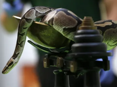 ﻿A royal python sits on a scale during the annual weigh-in at London Zoo, London, Wednesday, Aug. 21, 2013, where creators are weighed and measured for their measurements to be recorded into the Zoological Information Management System (ZIMS). The python weighted in at 600g. (AP Photo/Sang Tan)