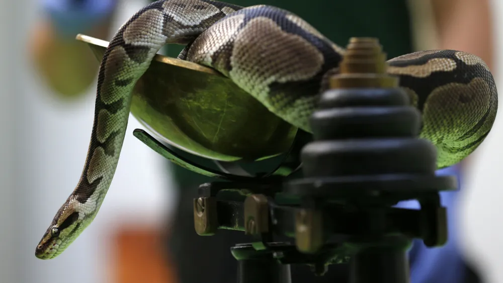 ﻿A royal python sits on a scale during the annual weigh-in at London Zoo, London, Wednesday, Aug. 21, 2013, where creators are weighed and measured for their measurements to be recorded into the Zoological Information Management System (ZIMS). The python weighted in at 600g. (AP Photo/Sang Tan)