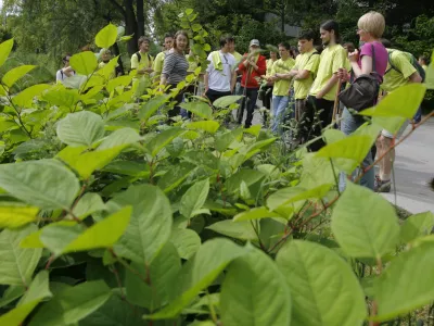 - ruvanje strupene rastline po imenom japonski dresnik - plevel - Društvo študentov biologije in člani društva Ekologi so organizirali akcijo odstranjevanja invazivnih tujerodnih rastlinskih vrst z naslovom »Invazivne vrste le prek moje krste«. /FOTO: Jaka Adamič