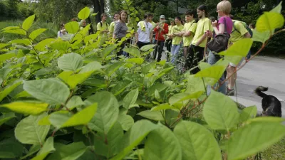 - ruvanje strupene rastline po imenom japonski dresnik - plevel - Društvo študentov biologije in člani društva Ekologi so organizirali akcijo odstranjevanja invazivnih tujerodnih rastlinskih vrst z naslovom »Invazivne vrste le prek moje krste«. /FOTO: Jaka Adamič