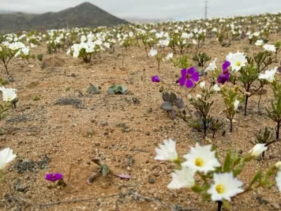 Puščava Atacama.