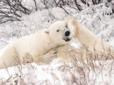 FILE PHOTO: Polar bears spar near the Hudson Bay community of Churchill, Manitoba, Canada November 20, 2021. Picture taken November 20, 2021. REUTERS/Carlos Osorio/File Photo