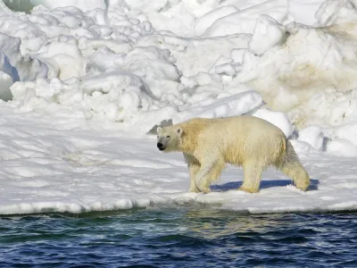 FILE - In this June 15, 2014, file photo released by the U.S. Geological Survey, a polar bear dries off after taking a swim in the Chukchi Sea in Alaska. A polar bear has attacked and killed two people in a remote village in western Alaska, according to state troopers who said they received the report of the attack on Tuesday, Jan 17, 2023, in Wales, on the western tip of the Seward Peninsula. (Brian Battaile/U.S. Geological Survey via AP, File)