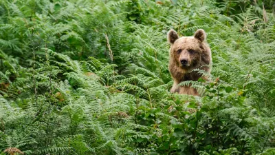 ﻿medved, medvedi, LIFE DINALP BEAR