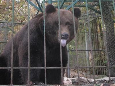 zasebni živalski vrt Jožeta Rožmanca, ZOO park, medved