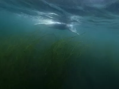 An open-water swimmer swims over seagrass as she makes her way through La Jolla Cove, Monday, July 15, 2024, in San Diego. (AP Photo/Gregory Bull)