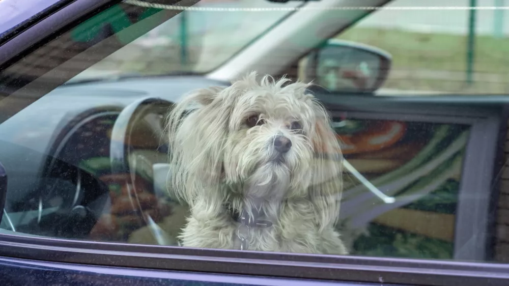 Fluffy Chinese crested dog waiting for his owner in a car / Foto: Sommersby