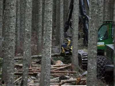 - Pokljuka - pokljuki gozdovi gostili politike - Zavod za gozdove Slovenije je povabil člane odbora DZ za za kmetijstvo, gozdarstvo in prehrano, da bi se na lastne oči prepričali kako poteka sečnja in spravilo v ujmah pokodovanega lesa  ///FOTO: Luka CjuhaOPOMBA: ZA OBJAVO V ČASOPISU DNEVNIK